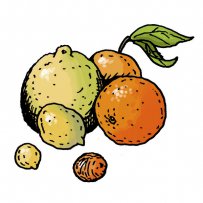 φρούτα, πορτοκάλι, μανταρίνι, λεμόνι