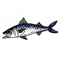 mackerel, fish, seafood, August, summer