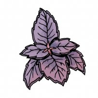 basil, purple leaves, aromas, herb, scent