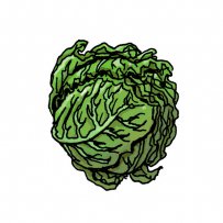 winter cabbage, cooked, boiled, steamed