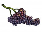 seedles grape, currants