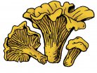 french mushroom, fruity aromas