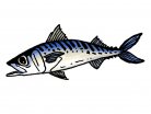 mackerel, fish, seafood, August, summer