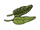 φασκόμηλο, πράσινα φύλλα, αρωματικό