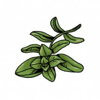 βότανα, μυρωδικά, πράσινα φύλλα
