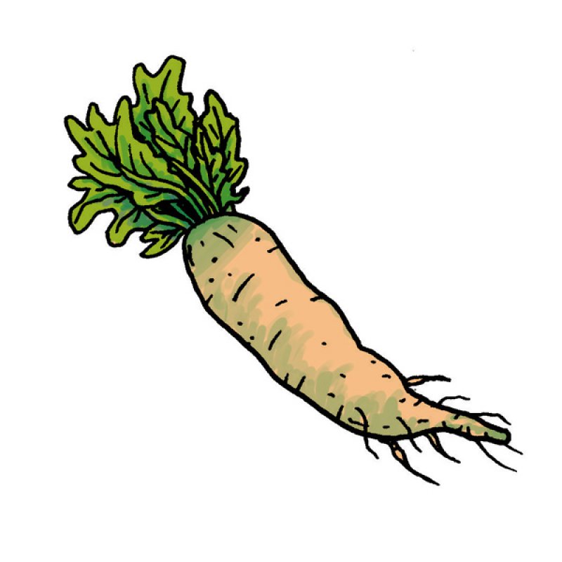 root, carrot, Asian cuisine