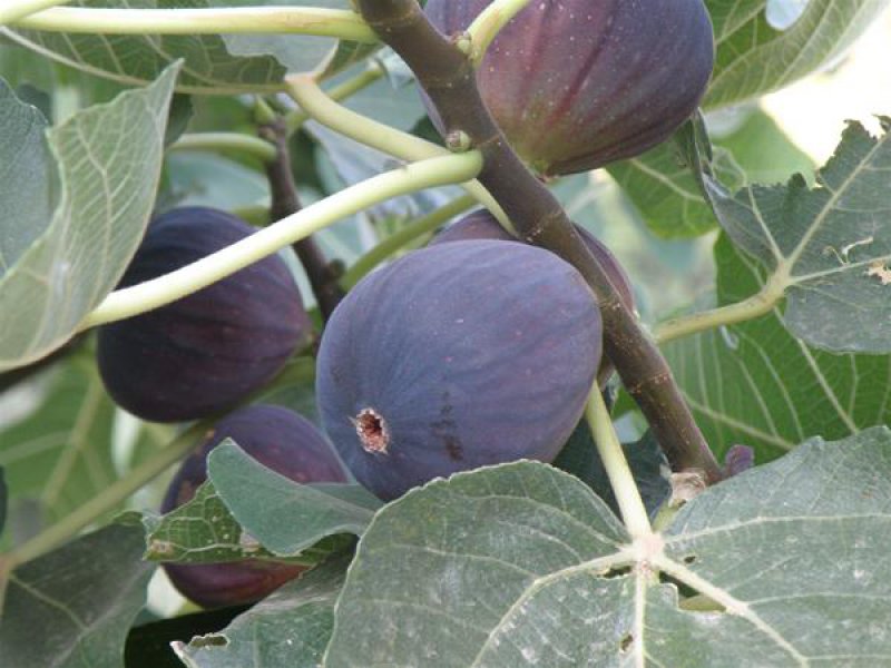 The Enchanting Fig Tree