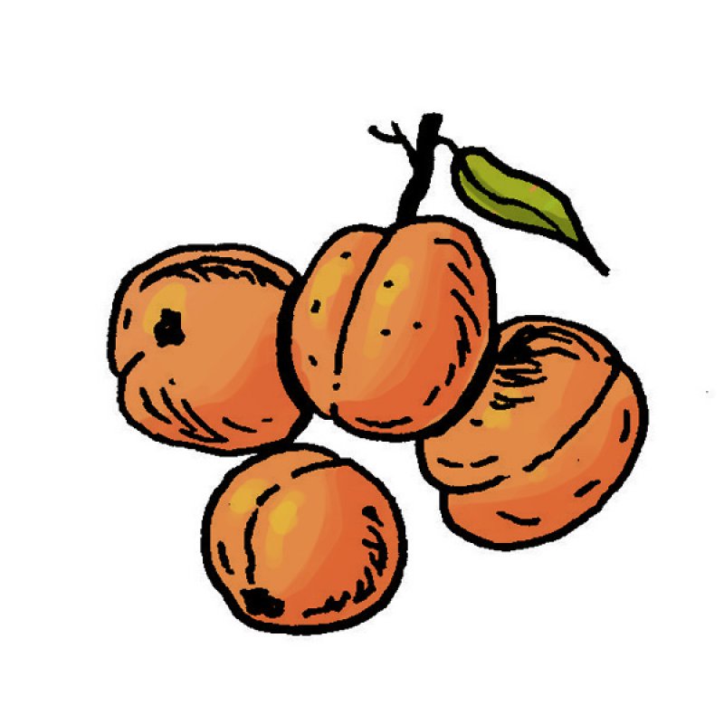 appricot