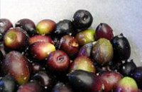 black olives,greek black olives,homemade black olives