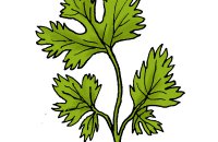cilantro, coriander