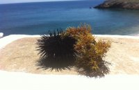  Raw, Sumptuous Sea Urchin