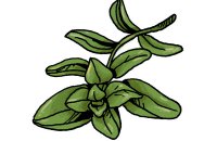 βότανα, μυρωδικά, πράσινα φύλλα