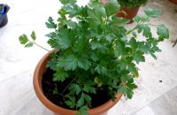 The Ubiquity of Parsley